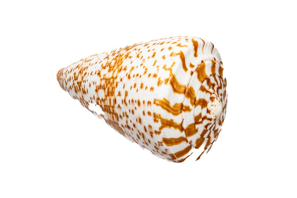 Butterfly Cone / Schmetterlingsschnecke / 动物标本剥制壁挂支架 - Conus pulcher - 12.5 cm - 0 mm - 0 mm - 非《濒危物种公约》物种 - 1 #2.1