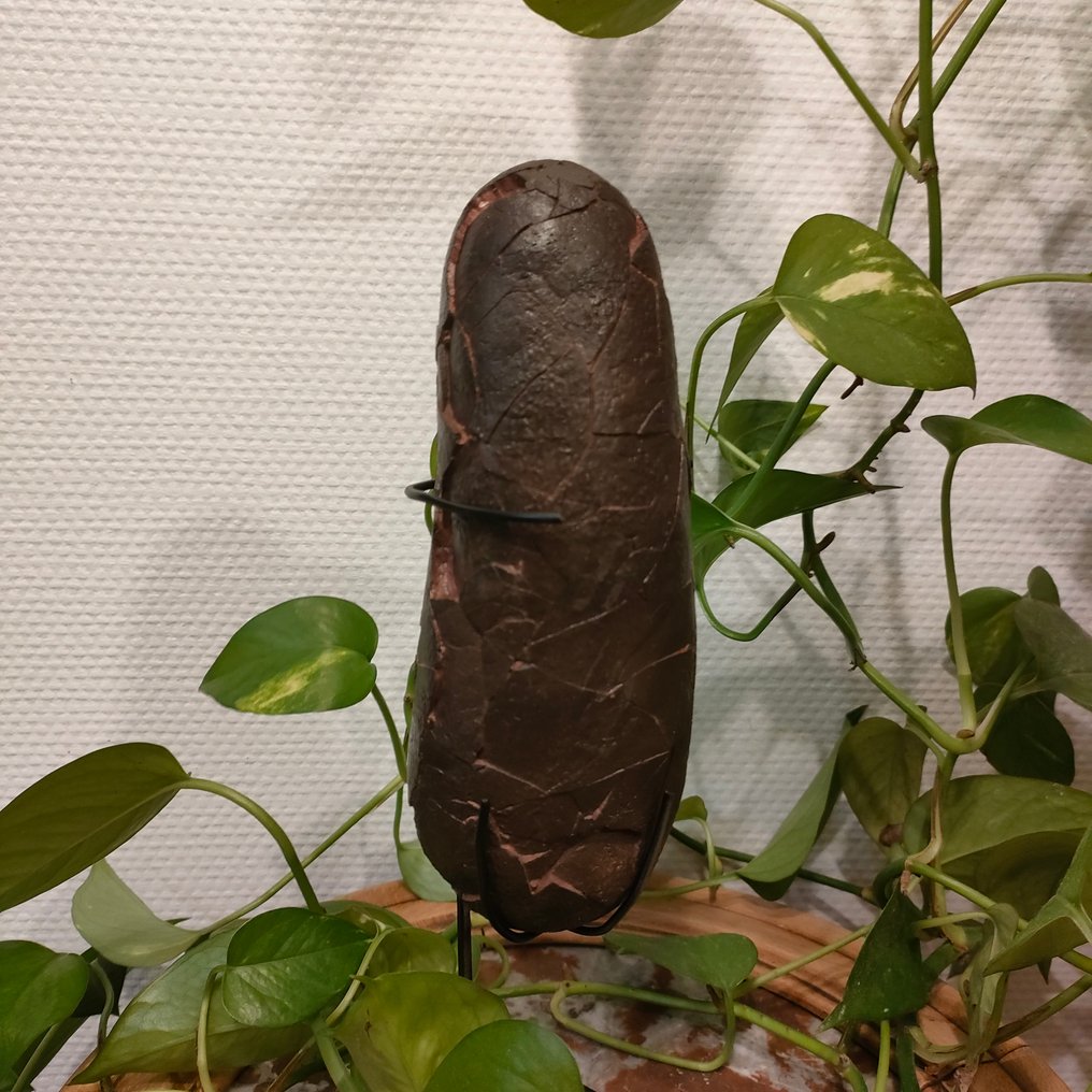 Oviraptor - Gefossiliseerd ei - Oviraptor - 19 cm - 8 cm #3.2