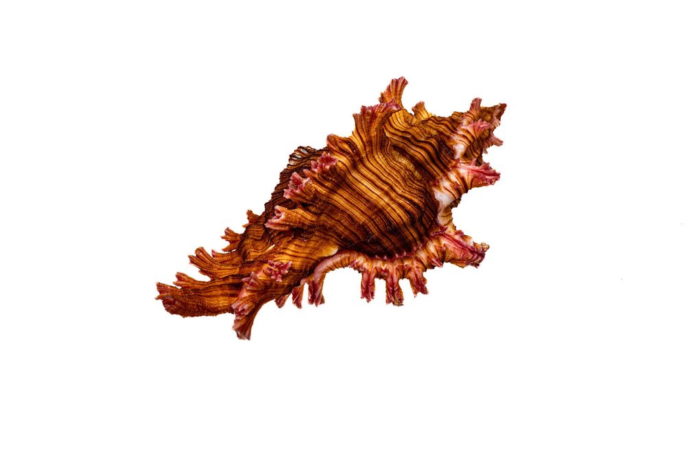 Saul的Murex 动物标本剥制壁挂支架 - Chicoreus saulii - 8.5 cm - 0 mm - 0 mm - 非《濒危物种公约》物种 - 1 #3.2