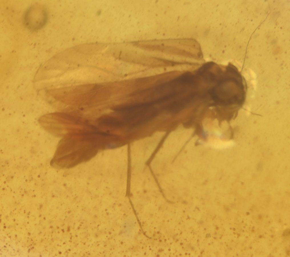Âmbar birmanês - Cabochão fóssil - Lot of 8 pieces, all with Psocoptera (Booklice) fossil insect inclusions (Sem preço de reserva) #4.3