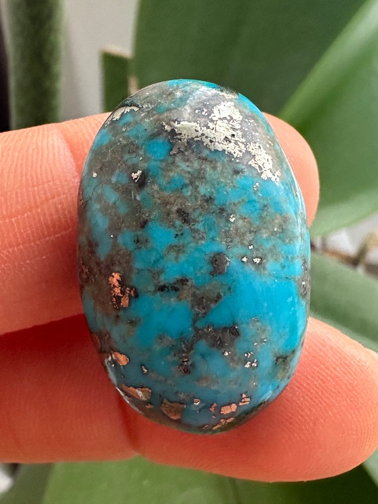 Turquoise Real Gem! Top Color Neishabour Turquoise 43,85 Ct. Large Wonderful Piece. Gem Quality! - Height: 29 mm - Width: 18 mm- 8.77 g #3.2