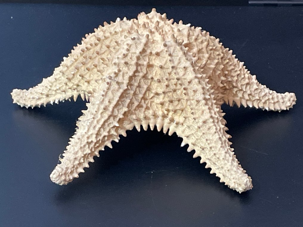 Stella Marina Allestimento tassidermico a corpo intero - Grande Astéride - 8 cm - 21.5 cm - 20 cm - 1 #1.0