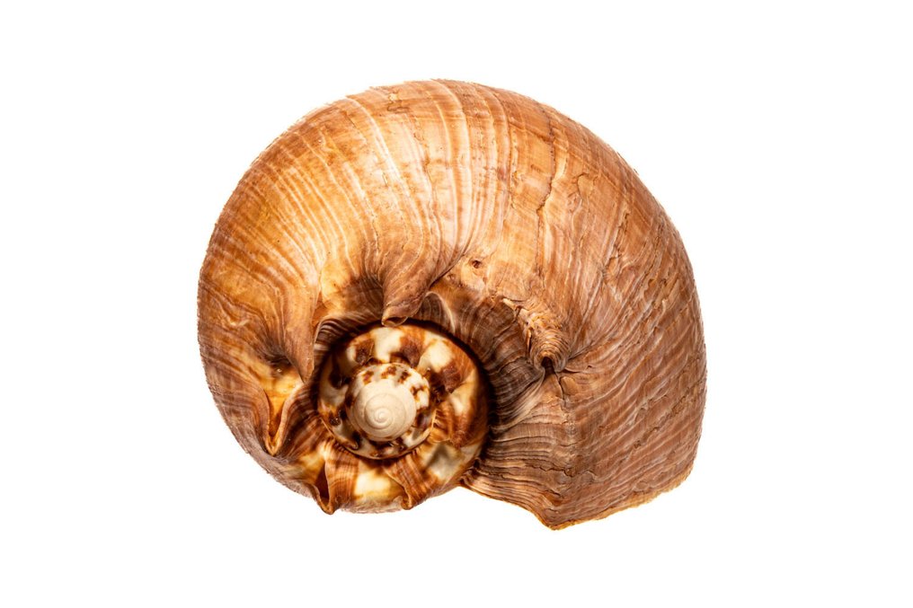 Neptuns Volute Taxidermi - väggmontering - Cymbium neptuni - 17 cm - 0 mm - 0 mm - Arter som inte är inkluderade i CITES - 1 #1.0