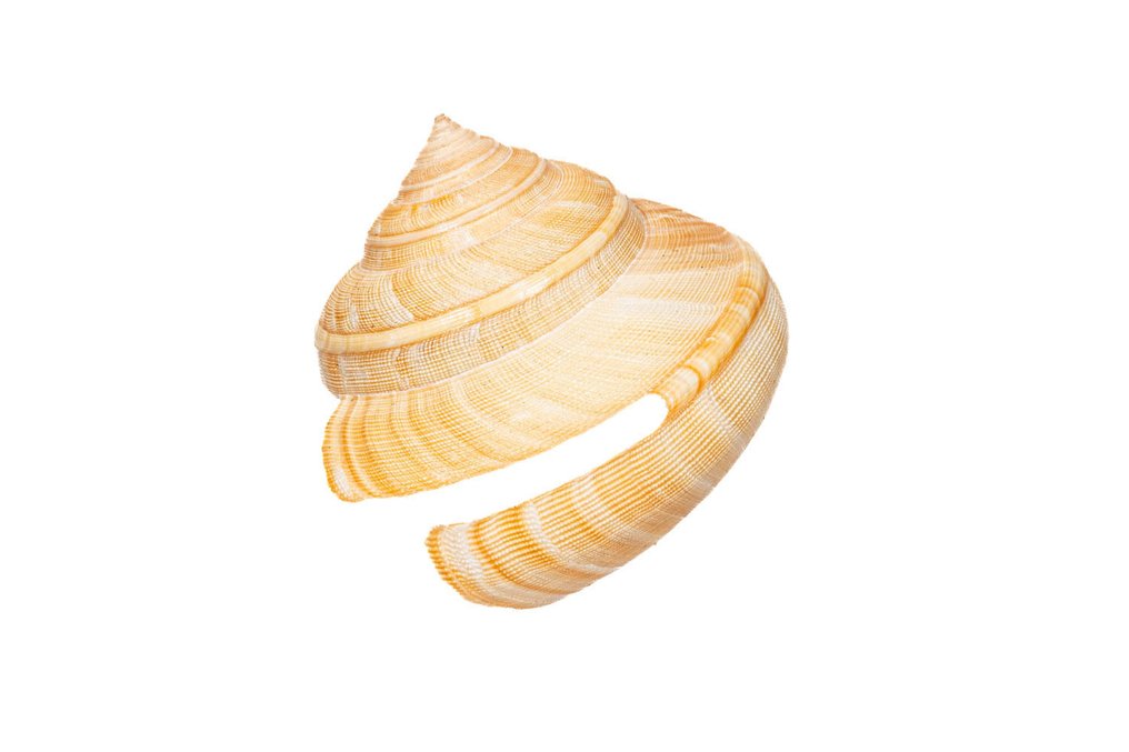 Lumaca arcobaleno africana Allestimento tassidermico a parete - Perotrochus africanus africanus - 10.5 cm - 0 mm - 0 mm - Specie non CITES - 1 #2.1