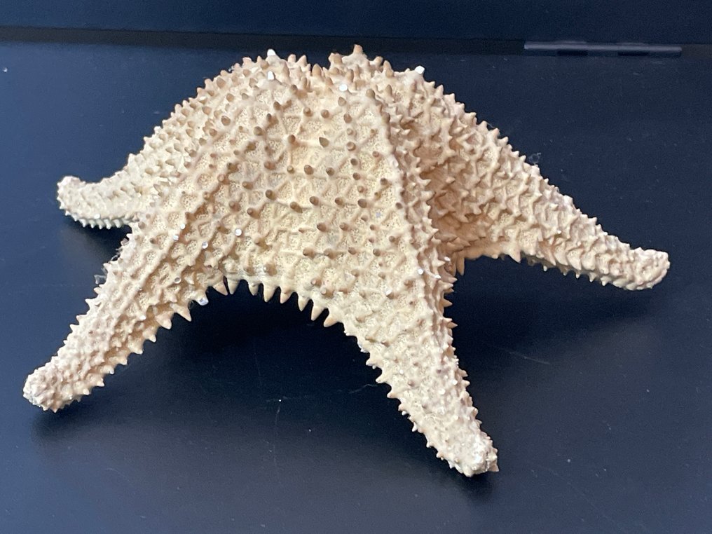 Stella Marina Allestimento tassidermico a corpo intero - Grande Astéride - 8 cm - 21.5 cm - 20 cm - 1 #4.3