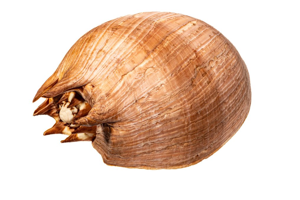 Neptuns Volute Taxidermi - väggmontering - Cymbium neptuni - 17 cm - 0 mm - 0 mm - Arter som inte är inkluderade i CITES - 1 #3.2