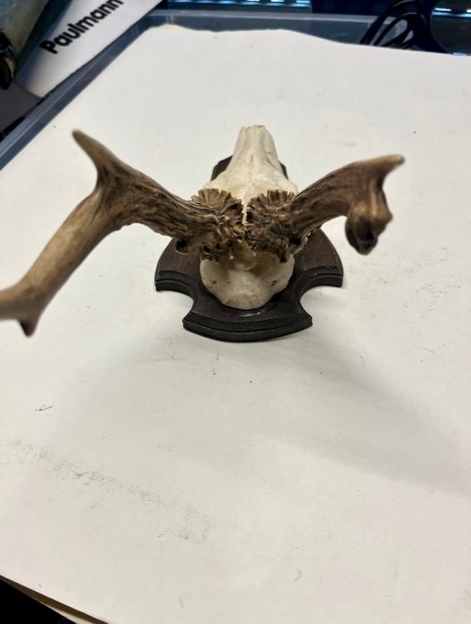Roedeer Skull with antlers - Capreolus capreolus - 25 cm - 15 cm - 15 cm- Non-CITES species - (9) #3.2