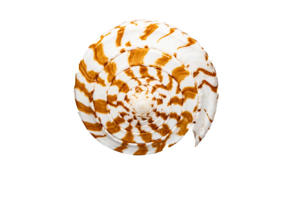 Butterfly Cone / Schmetterlingsschnecke / 动物标本剥制壁挂支架 - Conus pulcher - 12.5 cm - 0 mm - 0 mm - 非《濒危物种公约》物种 - 1 #3.2