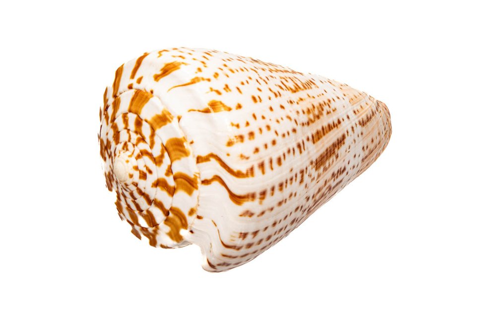 Butterfly Cone / Schmetterlingsschnecke / 动物标本剥制壁挂支架 - Conus pulcher - 12.5 cm - 0 mm - 0 mm - 非《濒危物种公约》物种 - 1 #1.0