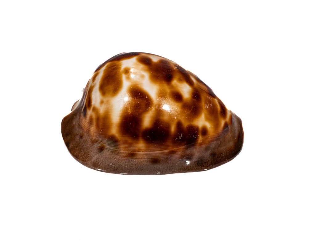 Venusta Cowrie 標本牆壁支架 - Zoila venusta episema - 5.5 cm - 0 mm - 0 mm - 非《瀕臨絕種野生動植物國際貿易公約》物種 - 1 #1.0