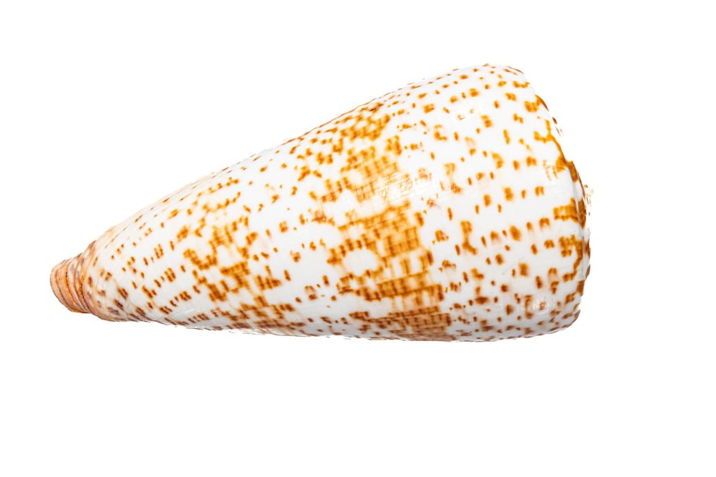 Butterfly Cone / Schmetterlingsschnecke / 动物标本剥制壁挂支架 - Conus pulcher - 12.5 cm - 0 mm - 0 mm - 非《濒危物种公约》物种 - 1 #1.0