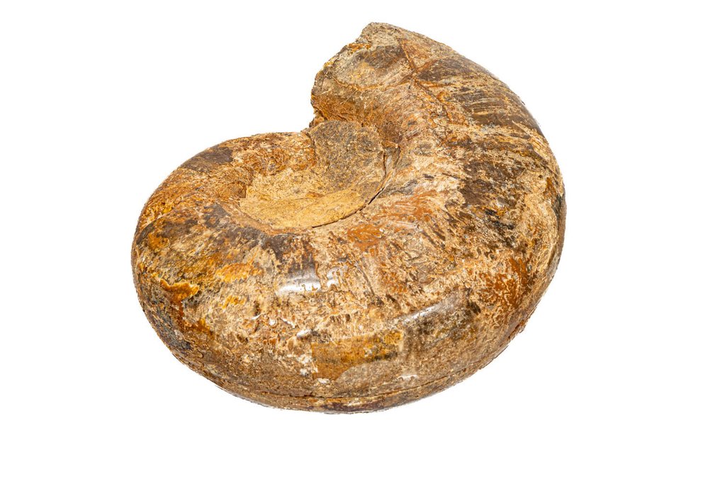 斑彩螺 动物标本剥制壁挂支架 - Anominit komplett - aufgeschnitten - TOP Qualität !!! - 14.7 cm - 0 mm - 0 mm - 非《濒危物种公约》物种 - 1 #2.1