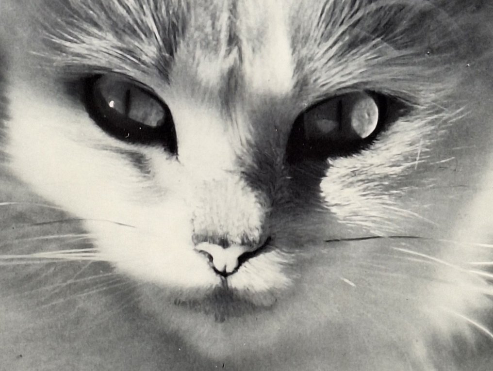 Werner Bischof (1916-1954) - Katze [Chat] #3.2