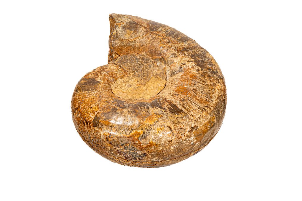 斑彩螺 动物标本剥制壁挂支架 - Anominit komplett - aufgeschnitten - TOP Qualität !!! - 14.7 cm - 0 mm - 0 mm - 非《濒危物种公约》物种 - 1 #1.0