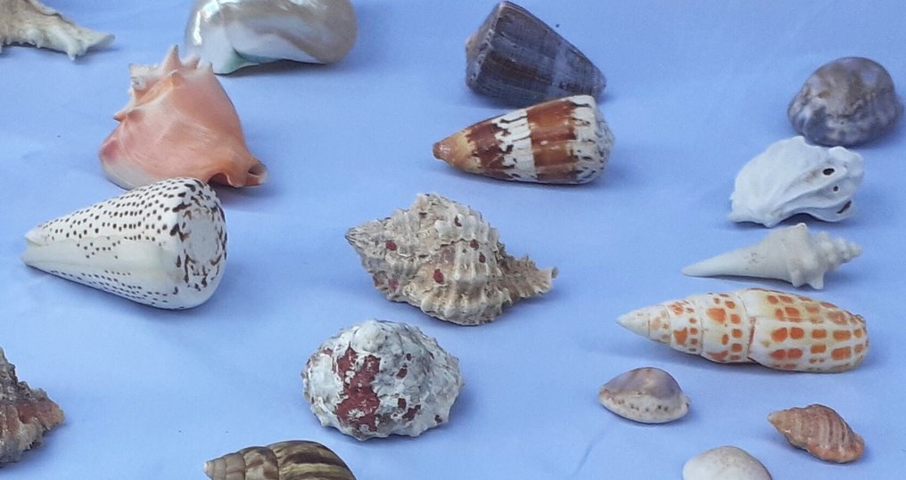 Arthropod Sea shell - Cassis, Drupa Cornus, Tritonium nodiferum (No reserve price) #4.3