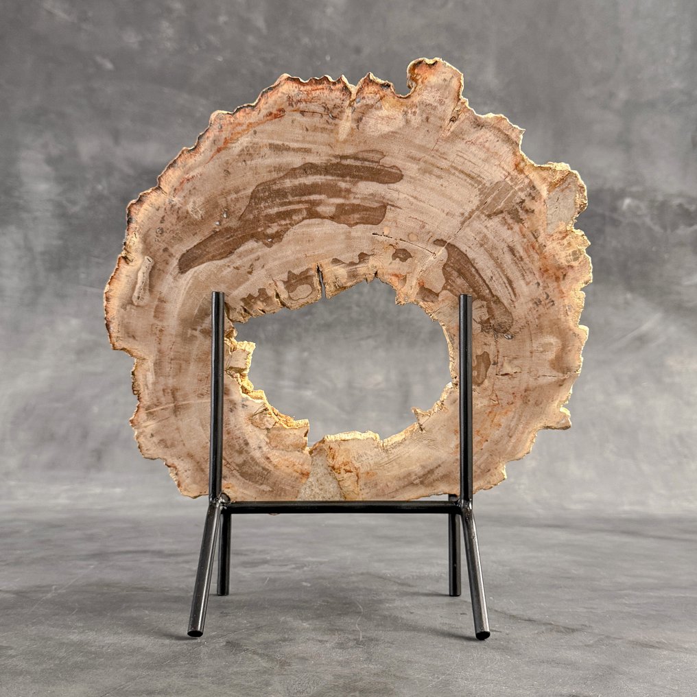 令人惊叹的化石木片，放置在定制底座上。 - 化石木材  (沒有保留價) #1.0