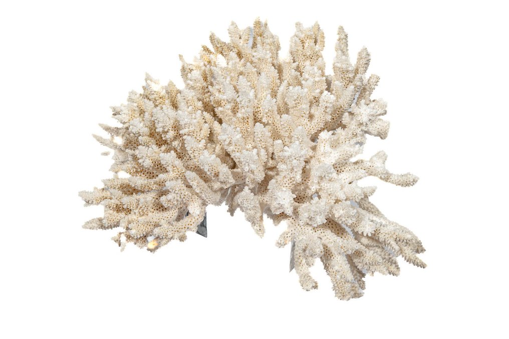 芽苞珊瑚放在有机玻璃底座上 动物标本剥制壁挂支架 - Knospenkoralle - 24 cm - 0 mm - 0 mm - 非《濒危物种公约》物种 - 1 #2.1