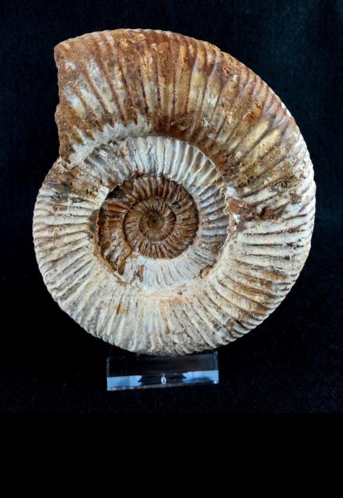 Ammonite Allestimento tassidermico a corpo intero - Ammonite - Animale fossilizzato - Dichotomosphinctes antecedens (Salfeld, 1914) - 12 cm - 120 mm - 105 mm - 1 #1.0