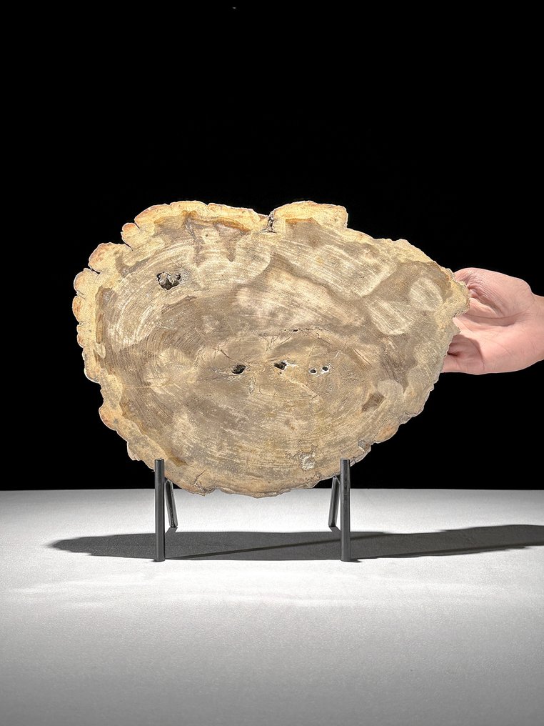 Stunning Slice of Petrified Wood on a custom stand - Fossilised wood (No Reserve Price) #1.0