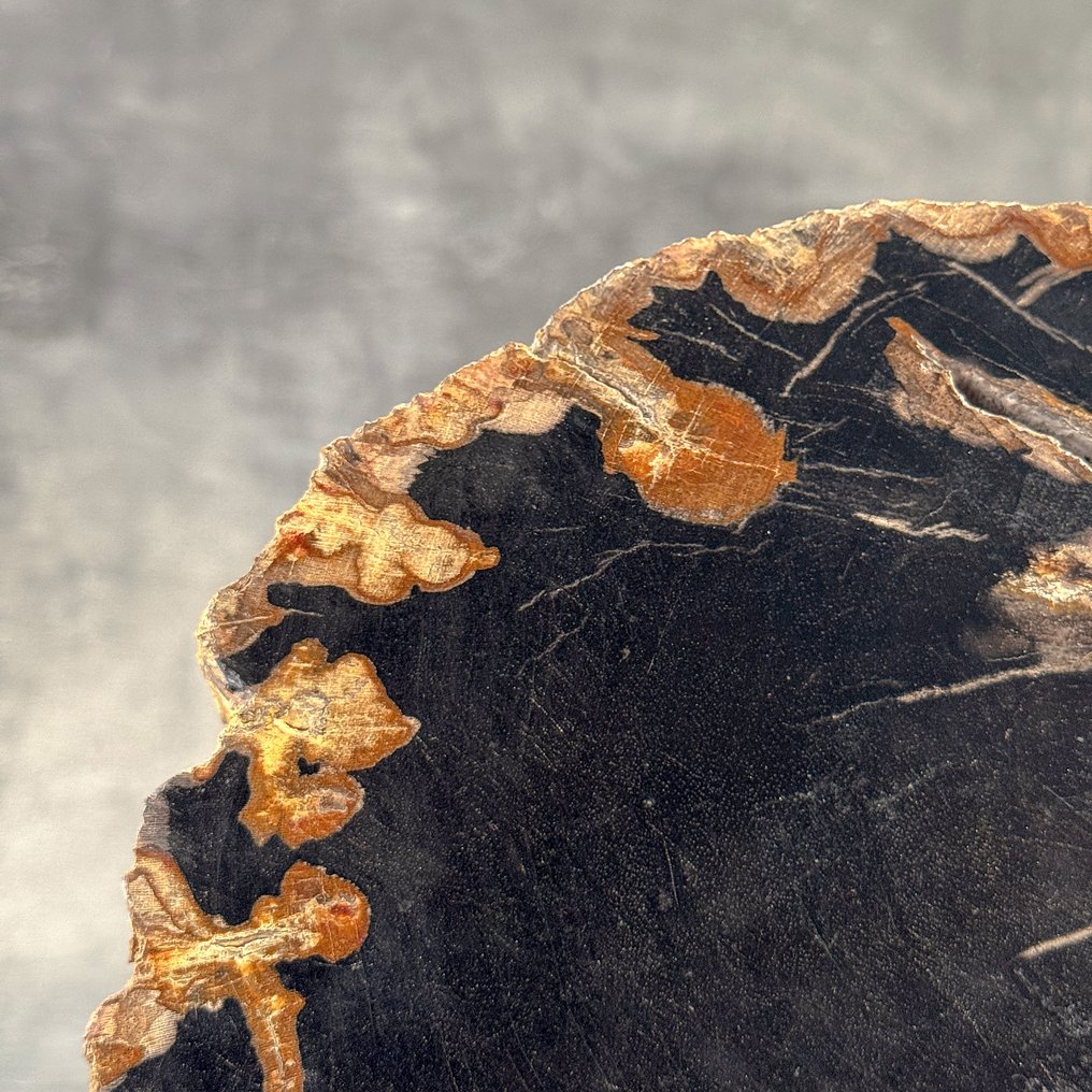 Meraviglioso pezzo di legno pietrificato su un supporto personalizzato - Legno fossile - 23 cm - 28.3 cm (Senza Prezzo di Riserva) #3.2