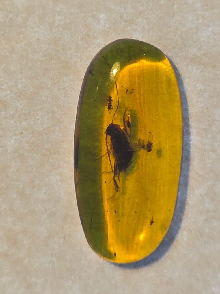 Birmese barnsteen - Barnsteen  (Zonder Minimumprijs) #1.0