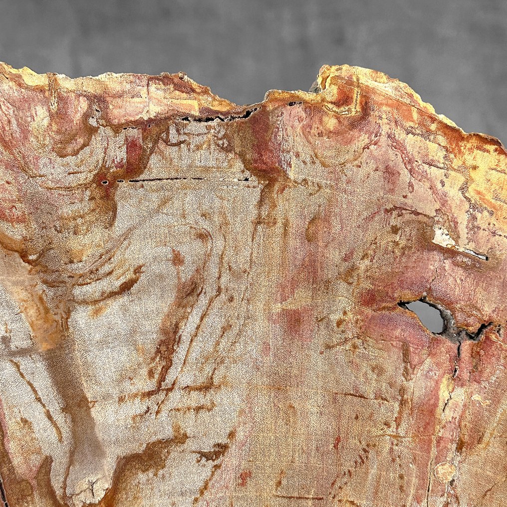 令人惊叹的化石木片，放置在定制底座上。 - 化石木材  (沒有保留價) #4.3