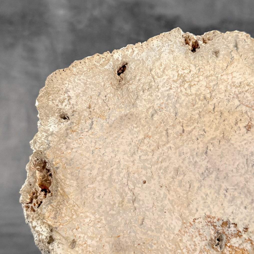Wonderful Petrified Palm Root slice on a custom stand - Fossilised wood - Palma Fossile (No Reserve Price) #3.2