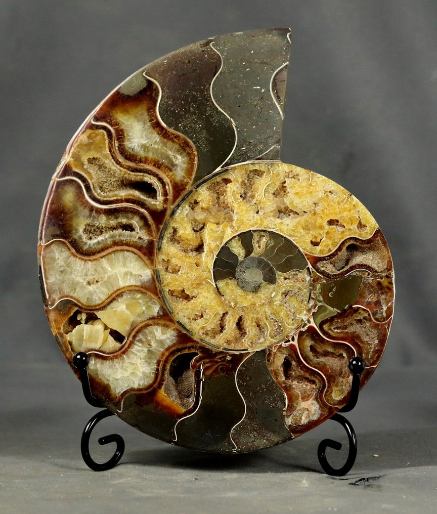 GROOTSTE !! Beste decoratieve ammonietsnede - met elegante standaard - Gefossiliseerd dier - Aioloceras (Cleoniceras) besairie - 19 cm #1.0