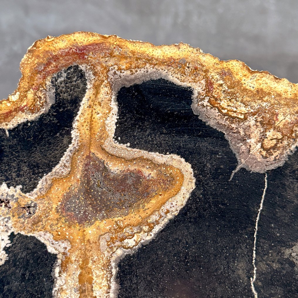 Kaunis pala petrifioitunutta palmukonasta omalla jalustallaan. - Kivettynyt puu - Palma Fossile - 29.5 cm - 36 cm  (Ei pohjahintaa) #4.3