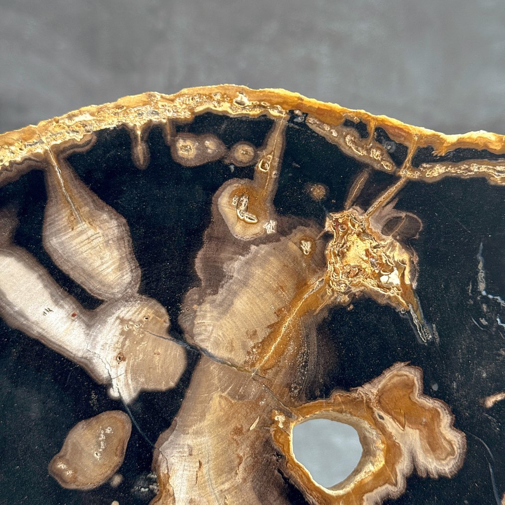 令人惊叹的化石木片，放置在定制底座上。 - 化石木材  (没有保留价) #4.3