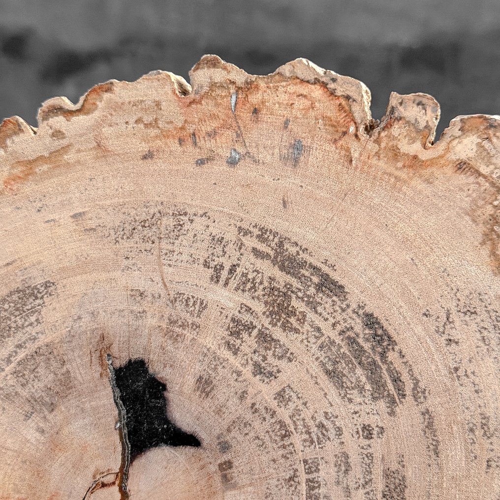 Upea petrifioituneen puun viipale räätälöidyllä jalustalla. - Kivettynyt puu - 23.6 cm - 22.5 cm  (Ei pohjahintaa) #4.3