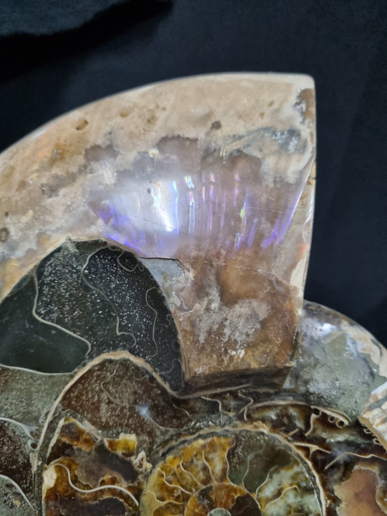 Extremely large Ammonite bowl with a beautiful pattern. - Fossilised animal - Aioloceras (Cleoniceras) sp - 280 mm - 230 mm #3.2