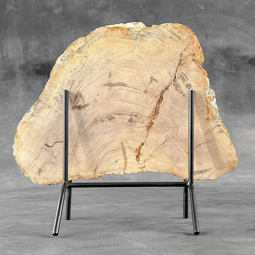 令人惊叹的化石木片，放置在定制底座上。 - 化石木材  (没有保留价) #1.0