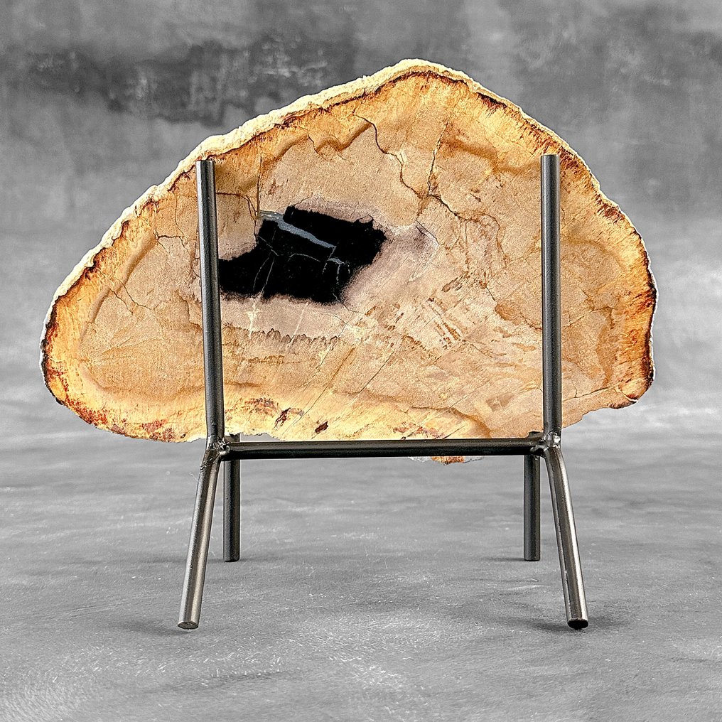 Stunning Slice of Petrified Wood on a custom stand - Fossilised wood (No Reserve Price) #1.0