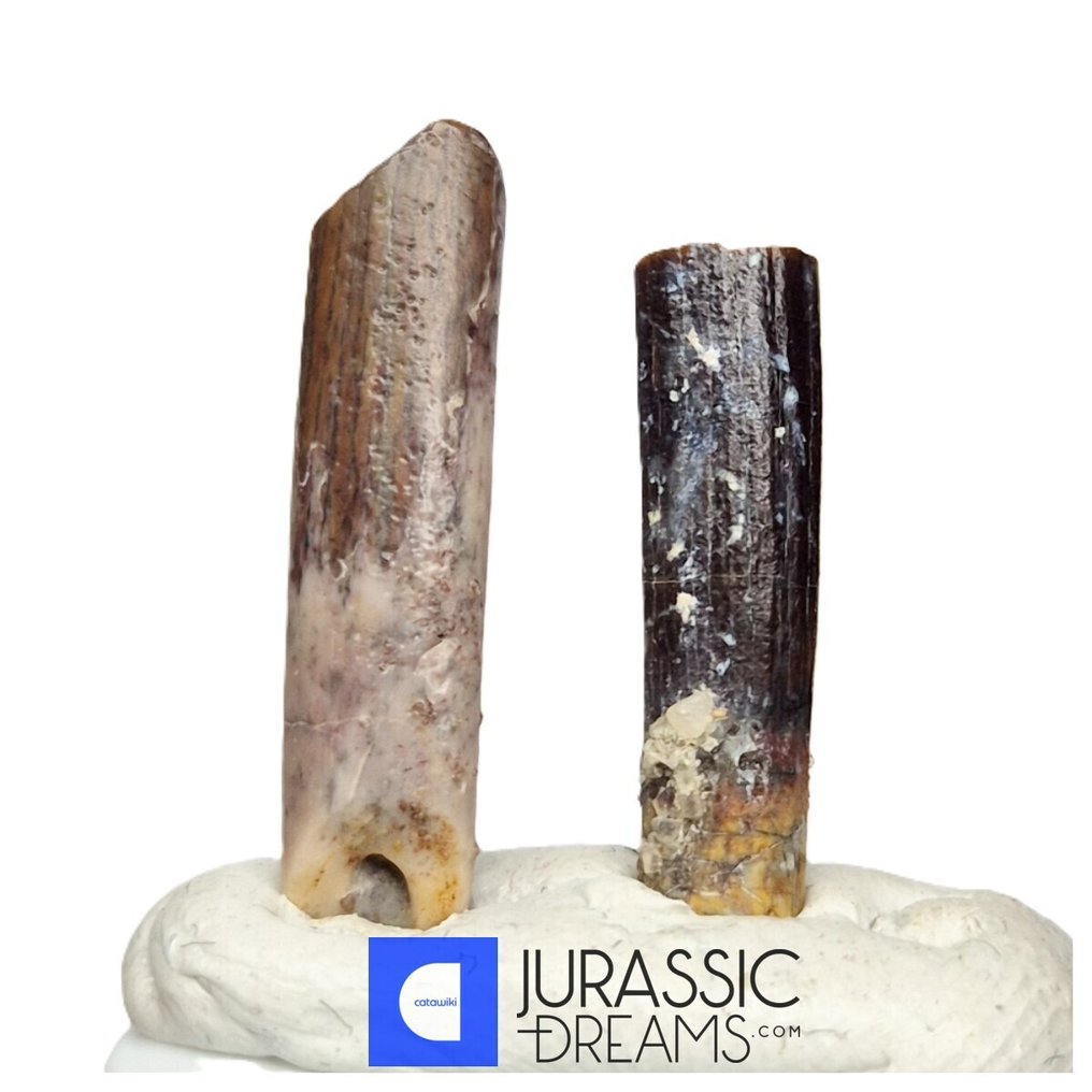 Fossil tooth - Set of 2 Large Nigersaurus taqueti Rebbachisaurid Sauropod Dinosaur Teeth (No Reserve Price) #3.2