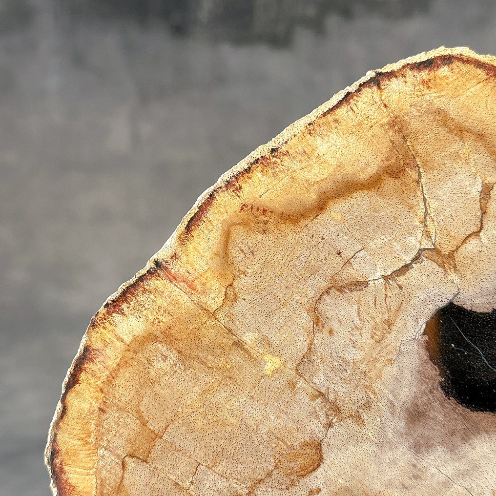 Stunning Slice of Petrified Wood on a custom stand - Fossilised wood (No Reserve Price) #3.2