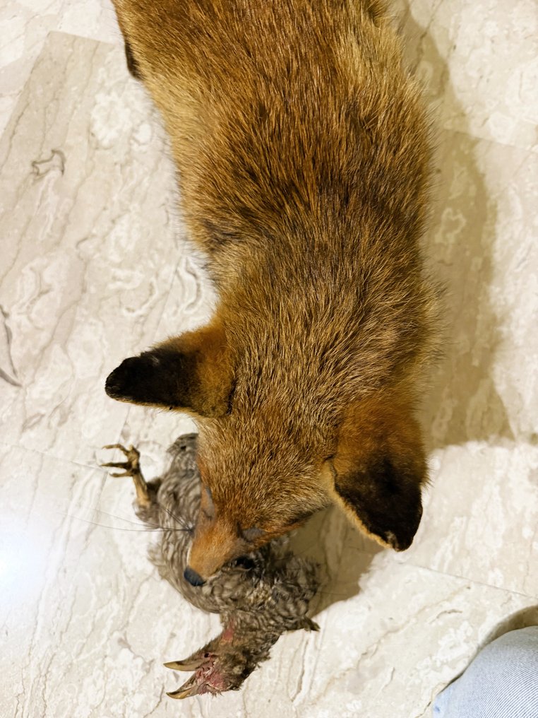 Volpe Rossa Allestimento tassidermico a corpo intero - Vulpes Vulpes - 36 cm - 34 cm - 103 cm - 1 #2.1