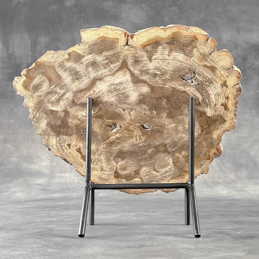 Stunning Slice of Petrified Wood on a custom stand - Fossilised wood (No Reserve Price) #1.0
