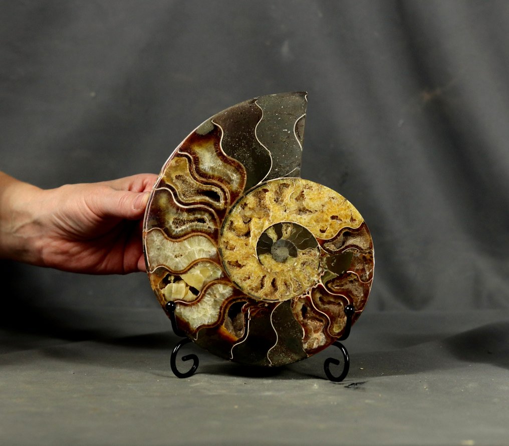 GROOTSTE !! Beste decoratieve ammonietsnede - met elegante standaard - Gefossiliseerd dier - Aioloceras (Cleoniceras) besairie - 19 cm #1.0