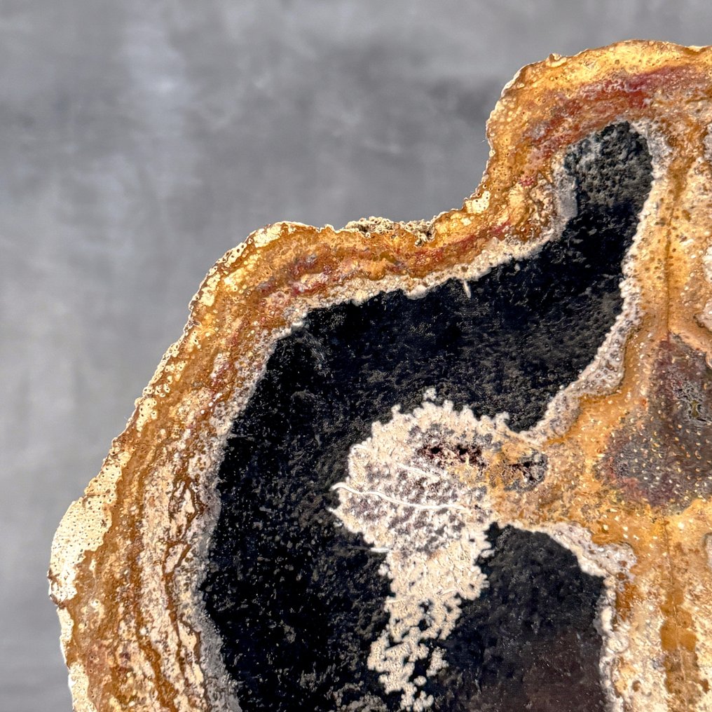 Kaunis pala petrifioitunutta palmukonasta omalla jalustallaan. - Kivettynyt puu - Palma Fossile - 29.5 cm - 36 cm  (Ei pohjahintaa) #3.2