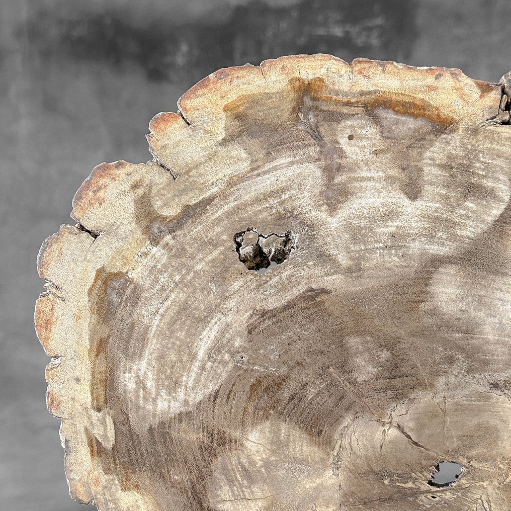 Stunning Slice of Petrified Wood on a custom stand - Fossilised wood (No Reserve Price) #3.2