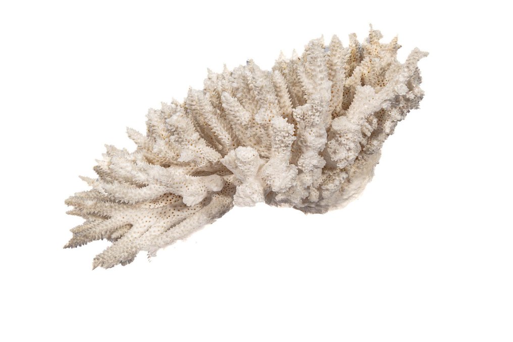 芽苞珊瑚放在有机玻璃底座上 动物标本剥制壁挂支架 - Knospenkoralle - 24 cm - 0 mm - 0 mm - 非《濒危物种公约》物种 - 1 #3.2