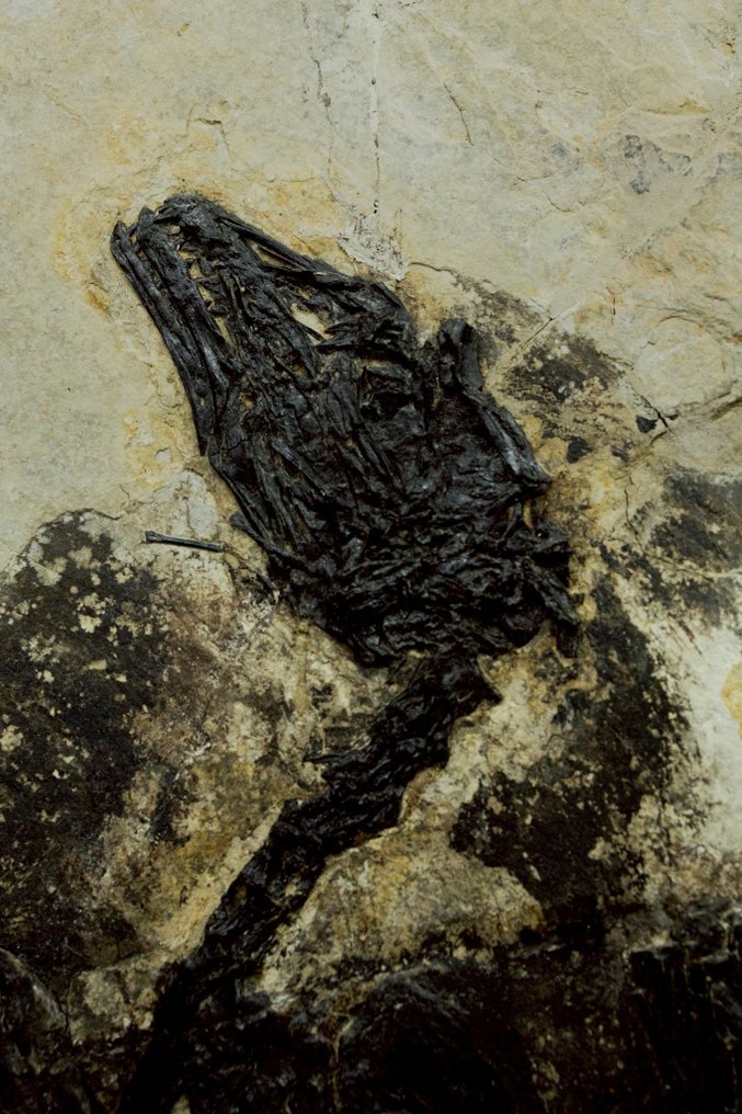 Fossil-Matrix - Bohaiornis - 55 cm - 32 cm #2.1