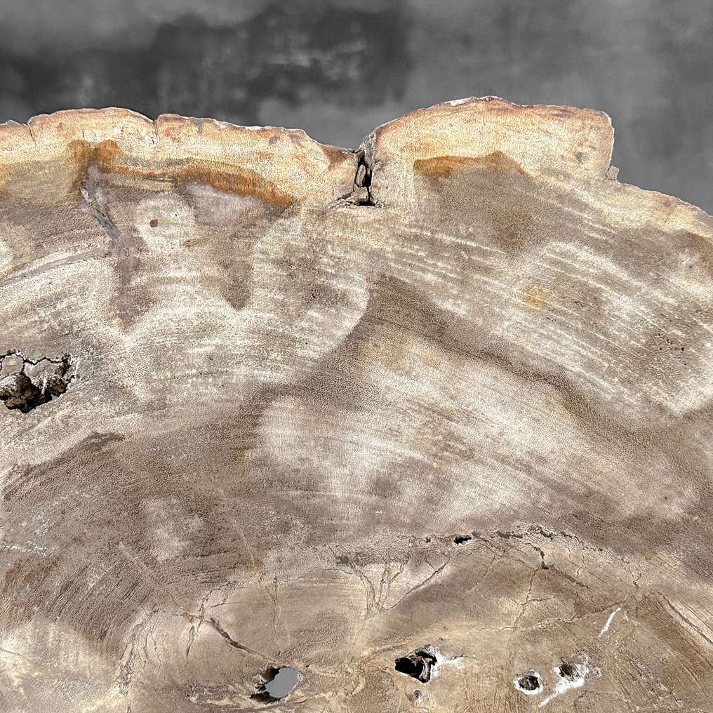 Stunning Slice of Petrified Wood on a custom stand - Fossilised wood (No Reserve Price) #4.3