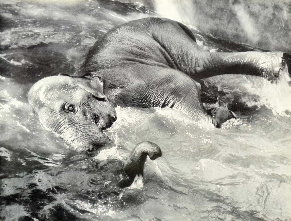 Werner Bischof (1916-1954) - Elefant [Elephant] #1.0