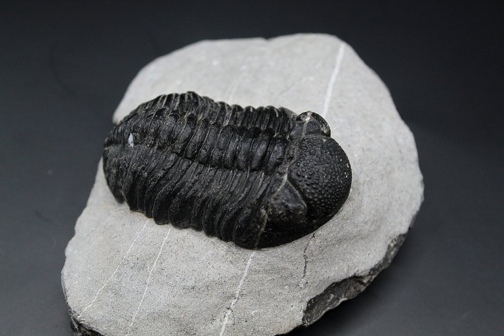 Trylobit - Matryca (skamieniałości) (Bez ceny minimalnej
) #2.1