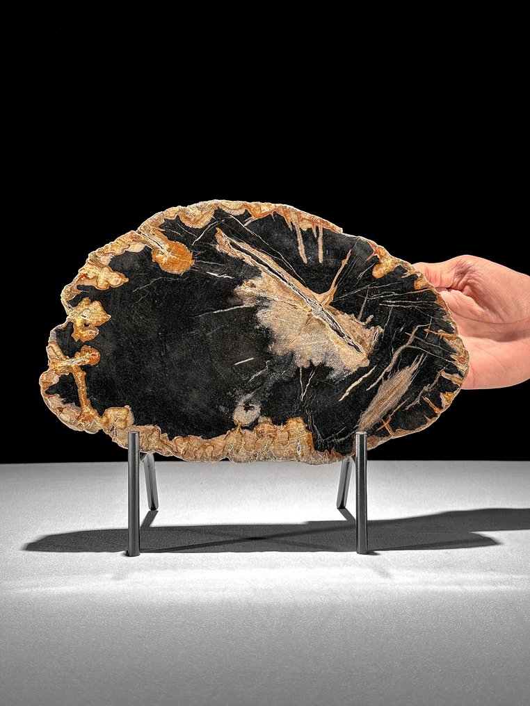 Meraviglioso pezzo di legno pietrificato su un supporto personalizzato - Legno fossile - 23 cm - 28.3 cm (Senza Prezzo di Riserva) #1.0