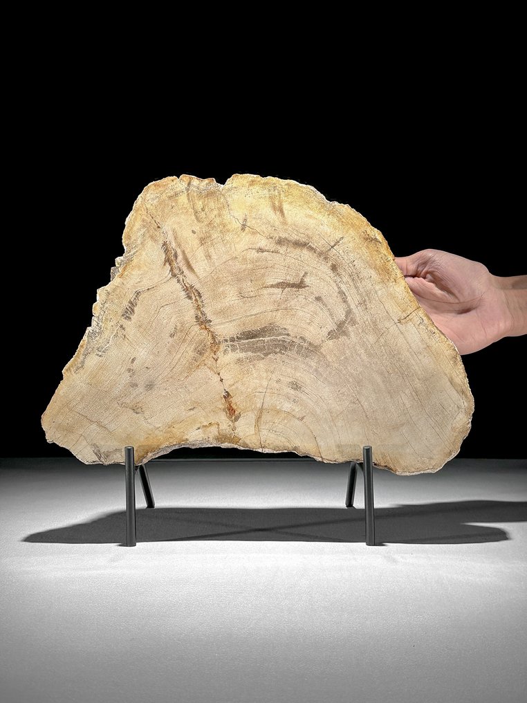 令人惊叹的化石木片，放置在定制底座上。 - 化石木材  (没有保留价) #1.0
