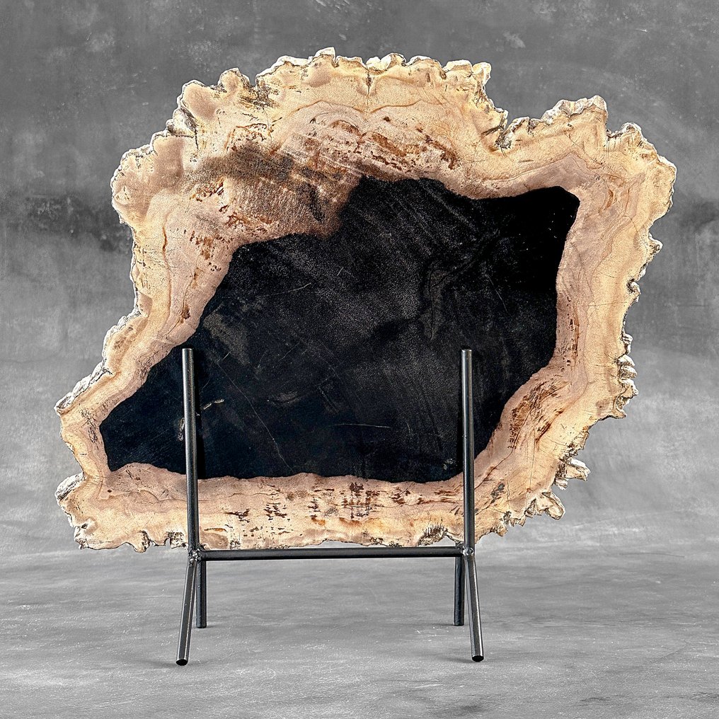 C-令人惊叹的大块石化木头，放在定制底座上 - 化石木材  (没有保留价) #1.0