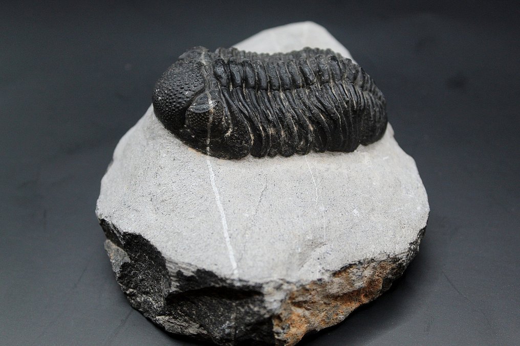 Trylobit - Matryca (skamieniałości) (Bez ceny minimalnej
) #4.3